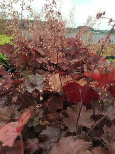 Heuchera micrantha 'Palace Purple' P9 - afbeelding 9