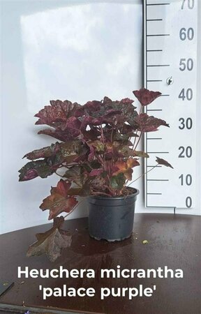 Heuchera micrantha 'Palace Purple' P9 - afbeelding 2