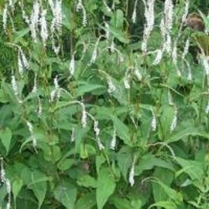 Persicaria amplexicaule 'Alba' P9 - afbeelding 4