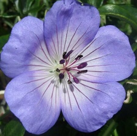 Geranium 'Azure Rush' P9 - afbeelding 3