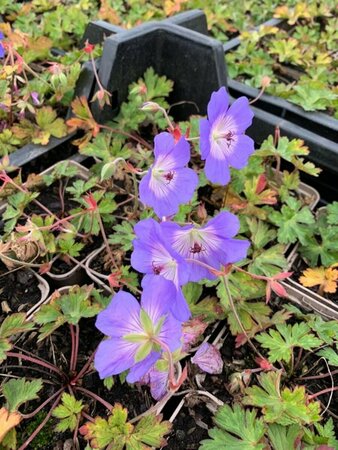 Geranium 'Azure Rush' P9 - afbeelding 1