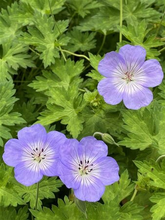 Geranium 'Azure Rush' P9 - afbeelding 4