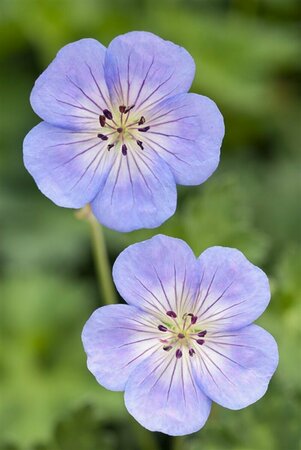 Geranium 'Azure Rush' P9 - afbeelding 6