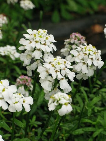 Iberis sempervirens 'Snowflake' P9 - afbeelding 2