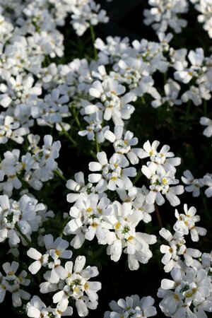 Iberis sempervirens 'Snowflake' P9 - afbeelding 3
