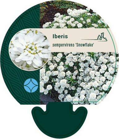 Iberis sempervirens 'Snowflake' P9 - afbeelding 5