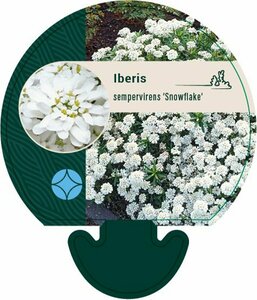 Iberis sempervirens 'Snowflake' P9 - afbeelding 5