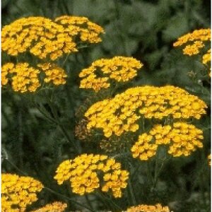 Achillea 'Terracotta' P9 - afbeelding 4