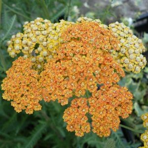 Achillea 'Terracotta' P9 - afbeelding 2