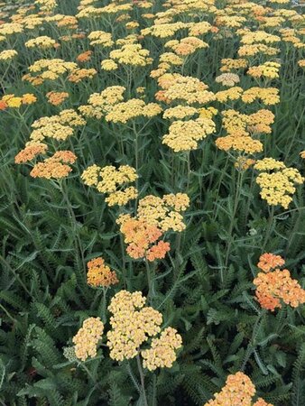 Achillea 'Terracotta' P9 - afbeelding 5