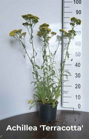 Achillea 'Terracotta' P9 - afbeelding 8