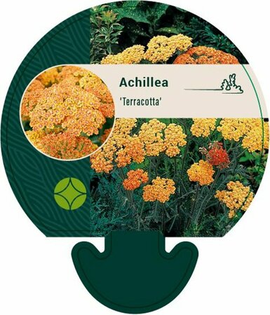 Achillea 'Terracotta' P9 - afbeelding 3