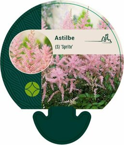 Astilbe simplex 'Sprite' P9 - afbeelding 2