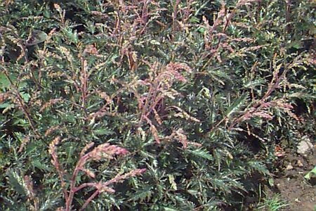 Astilbe simplex 'Sprite' P9 - afbeelding 1