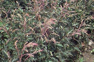 Astilbe simplex 'Sprite' P9 - afbeelding 1