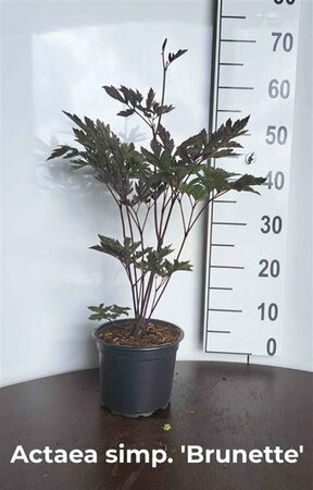 Actaea simplex 'Brunette' P9 - afbeelding 3
