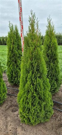 Thuja occidentalis 'Smaragd' 150/175 KL. - afbeelding 2