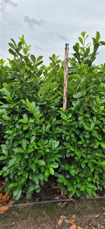 Prunus laurocerasus 'Rotundifolia' 175/200 KL. - afbeelding 15