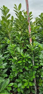 Prunus laurocerasus 'Rotundifolia' 175/200 KL. - afbeelding 17