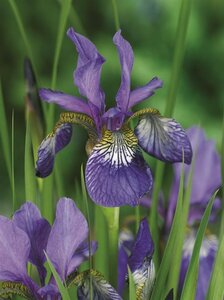 Iris sibirica 'Blue King' P9 - afbeelding 2