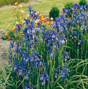 Iris sibirica 'Blue King' P9 - afbeelding 4