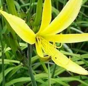 Hemerocallis citrina P9 - afbeelding 3