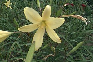Hemerocallis citrina P9