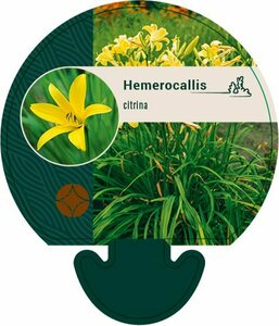 Hemerocallis citrina P9 - afbeelding 6