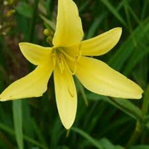 Hemerocallis citrina P9 - afbeelding 4