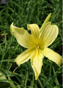 Hemerocallis citrina P9 - afbeelding 5
