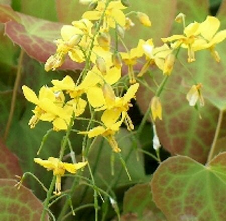 Epimedium perralchicum 'Frohnleiten' P9 - afbeelding 5