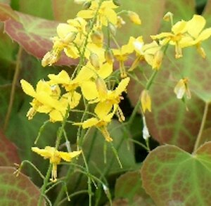 Epimedium perralchicum 'Frohnleiten' P9 - afbeelding 5