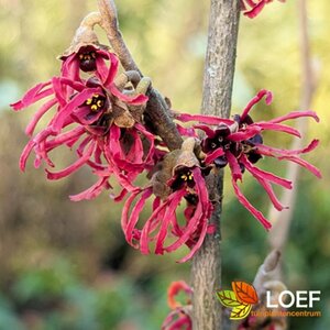 Hamamelis int. 'Feuerzauber' 80/100 C. - afbeelding 2