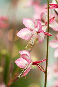 Gaura lindheimeri 'Rosy Jane' P9 - afbeelding 4
