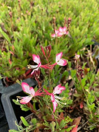 Gaura lindheimeri 'Rosy Jane' P9 - afbeelding 3