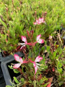 Gaura lindheimeri 'Rosy Jane' P9 - afbeelding 3