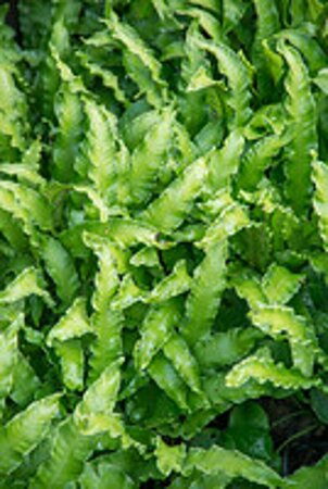 Asplenium scol. 'Cristatum' P11 - afbeelding 1