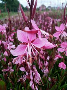 Gaura lindheimeri 'Siskiyou Pink' C2 - afbeelding 6