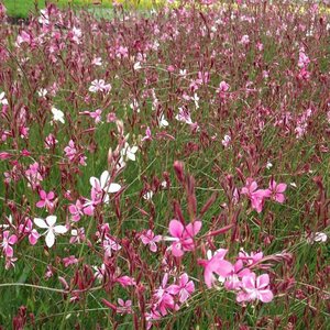Gaura lindheimeri 'Siskiyou Pink' C2 - afbeelding 3