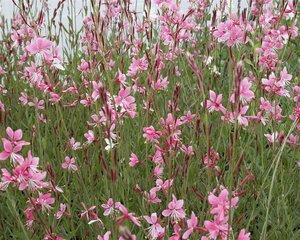Gaura lindheimeri 'Siskiyou Pink' C2 - afbeelding 2