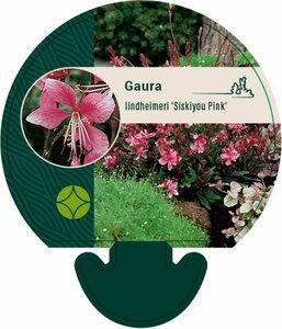 Gaura lindheimeri 'Siskiyou Pink' C2 - afbeelding 5