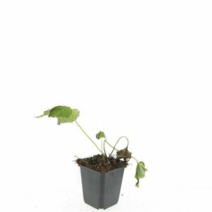 Anemone hybrida 'Honorine Jobert' C2 - afbeelding 3