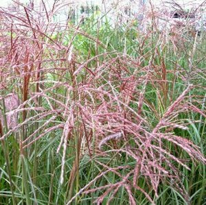 Miscanthus sinensis 'Ferner Osten' C2 - afbeelding 4