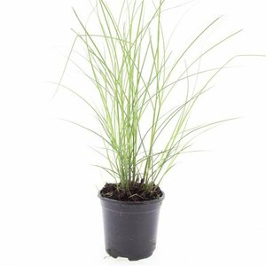 Miscanthus sinensis 'Kleine Silbersp.' C2 - afbeelding 2