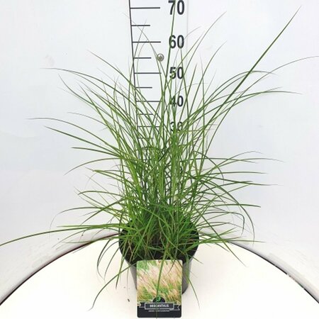 Miscanthus sinensis 'Kleine Silbersp.' C2 - afbeelding 6