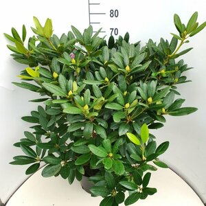 Rhododendron 'Catawbiense Grandiflorum' 80/100 KL. - afbeelding 4