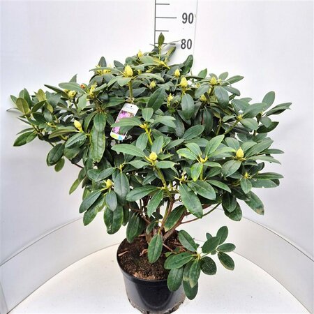 Rhododendron 'Catawbiense Grandiflorum' 80/100 KL. - afbeelding 5