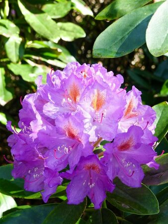 Rhododendron 'Catawbiense Grandiflorum' 80/100 KL. - afbeelding 2