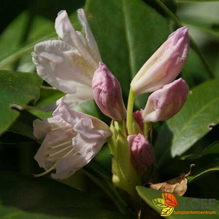 Rhododendron 'Cunningham's White' 40/50 C. - afbeelding 3