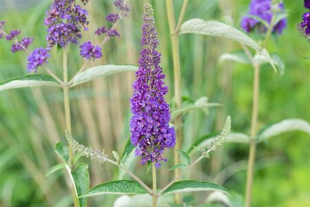Buddleja davidii 'Empire Blue' C2 - afbeelding 1